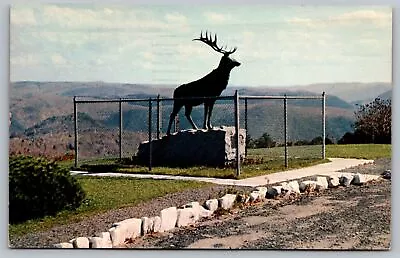 Elk On The Trail Whitcomb Summit Mohawk Trail MA Postcard • $4.99