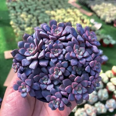 Echeveria Subcorymbosa 030 Multiple 3 Heads 5cm Diameter Succulent • $6