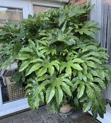 Japonica Fatsia Japanese 3L Pot Giant Leaves Like Gunnera Delivered To Your Door • £14.99