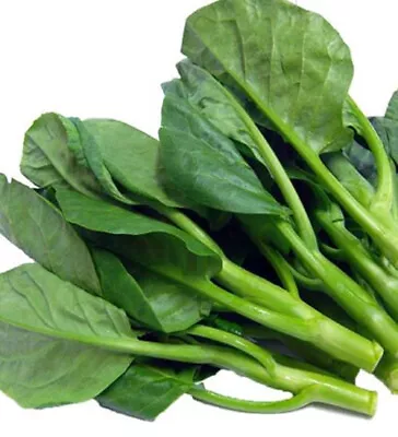 100+ Seeds Chinese Kale Kailaan Chinese Broccoli Gai Lan Choi Vegetable USA • $1.99