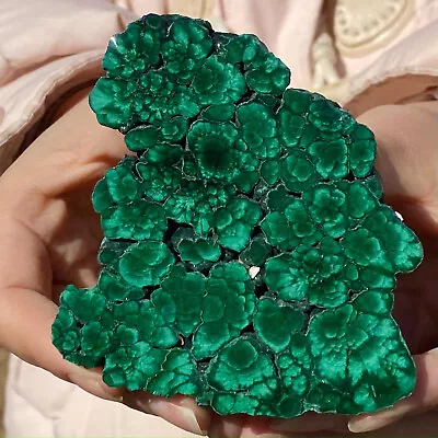 249G Natural Glossy Malachite Transparent Cluster Rough Mineral Sample • $9.50