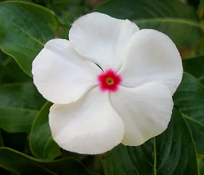 White Vinca Seeds Bright Eyes White Periwinkle Seeds Heirloom Non-Gmo 50ct  • $2.29