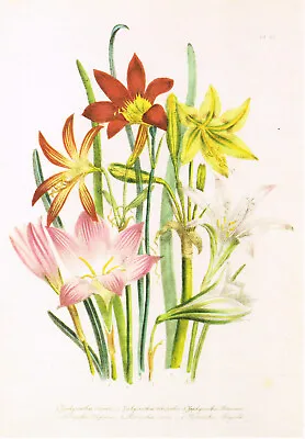 Zephyranthes & Habranthus Vintage Botanical Flower Floral Print Loudon OF#51 • $4.92