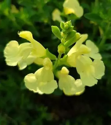 3x Salvia Lemon Light Plug Plants Ornamental Sage Perennial Yellow Flowers • £9.95