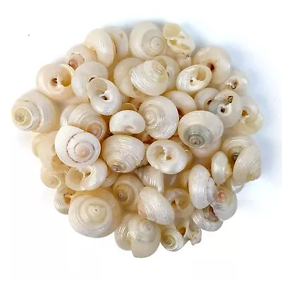 Top Shell Pearlised Monita Belcheri Craft Seashells 10-12mm 50-60 Shells • £2.49