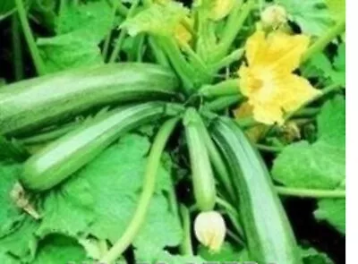 5   X  Courgette  MINI Plug Plants Choice Of Variety  Pre Order Free Delivery • £7.99