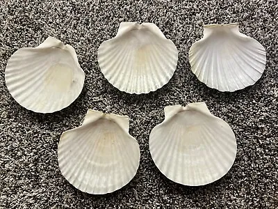 $15 • Buy Lot Of 5 Shells 4-5” Wide Scallop Seashells Cream Color Crafts Or Food Display