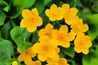 50 Marsh Marigold Seeds For Planting Caltha Palustris Open Pollinated Variety • $9.29