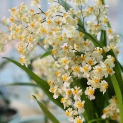 Oncidium Twinkle Gold Dust  Miniature Orchid Plant Shipped In 2.5  Pot • $15.99