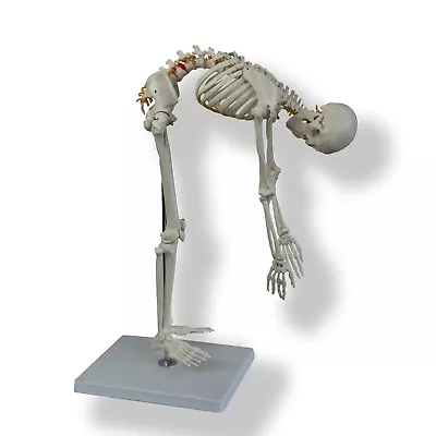 Anatomical 85cm Tall Human Skeleton With Flexible Spine Model - Medical Anatomy • $70.61