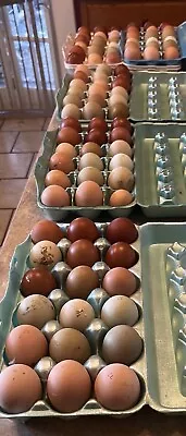 18 Colorful Hatching Eggs Marans Olive Darks AYAM BYM NPIP High Fertility • $36