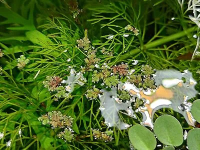 Azolla Filiculoides  Fairy Moss  [Rare] (Unique Small Floater!) • $3.99