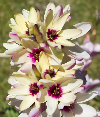 20 X Ixia 'HOGARTH' Bulbs Spring Flowers Corn Lily Perennial Garden Autumn Plant • £5.99