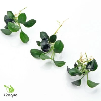 £6.99 • Buy ANUBIAS NANA PETITE X 3 - Mini Nano Dwarf For Wood Live Aquarium Aquatic Plants 