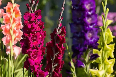 20x Gladioli Large Flowering Mixed Bulbs Summer Gladiolus Garden Perennial Corms • £6.99