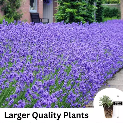 3x Pack Munstead English Lavender  Plug Plants Plant Perennial Aungustifolia • £8.99