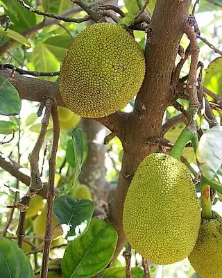 Live Grafted Thai Jackfruit Tree 3 Gallon. Crispy And Golden Yellow Large Fruits • $79