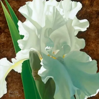 BRIAN DAVIS  Solitary White Iris HAND SIGNED Limited Edition On Canvas US Artist • $397