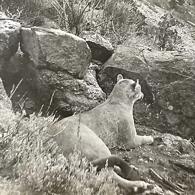 Antique 1913 Mountain Lion Hunting In Colorado Stereoview Photo Card P2318 • $24.99