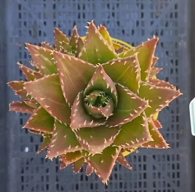 Aloe Variegated Large 11 Heads Variegated Display In 14cm Pot • $98