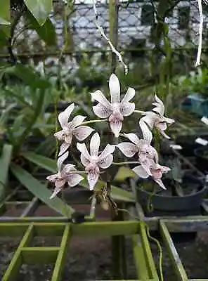 KINGIDIUM MINUS PHALAENOPSIS LINDENII Miniature Orchid Plant THAILAND CITES • $49
