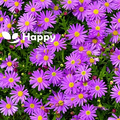 ALPINE ASTER FLOWER MIX 150 SEEDS - Aster Alpinus DAISY LIKE FLOWERS - PERENNIAL • £1.99