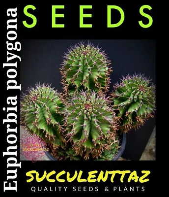 £5.87 • Buy  Euphorbia Polygona 6 X Seeds CAUDEX FORMING SUCCULENT Not Cacti Cactus Tracking