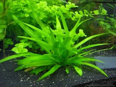 £4.95 • Buy Dwarf AMAZON SWORD - Live Aquarium Plant Fish Tank - Echinodorus Quadricostatus