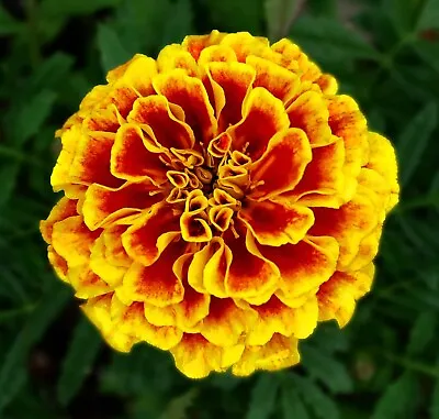 200+ French Marigold DWARF NAUGHTY MARIETTA --- HEIRLOOM -- INSECT REPELLENT • $2.88