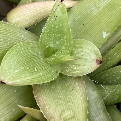 Aloe Manandonae Pup X 1   Nice Aloe  Succulent • $20