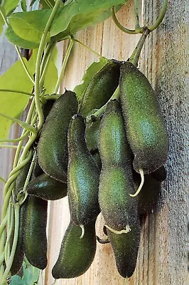 Velvet Bean Seeds (Mucuna Pruriens) Packet Of 30 Seeds - Medicinal -  • $25