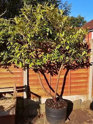 Large Laurel Tree In Pot 2.2 Metres Tall • £275