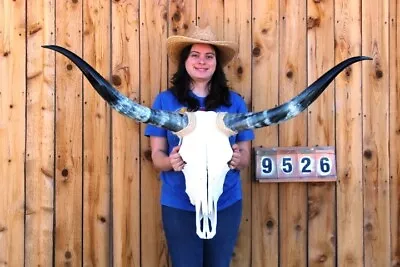 Steer Skull Polished Long Horns Mounted Art!! 4' 5  Cow Bull Longhorn H9526 • $294.95