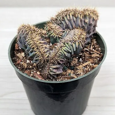 Cactus Plant - Crested Myrtillocactus Geometrizans : Dinosaur Back - In 4  Pot • $14.99