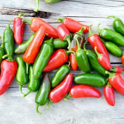 Chilli Jalapeno Fresh Seeds Grow Your Own Chilli • £1.89
