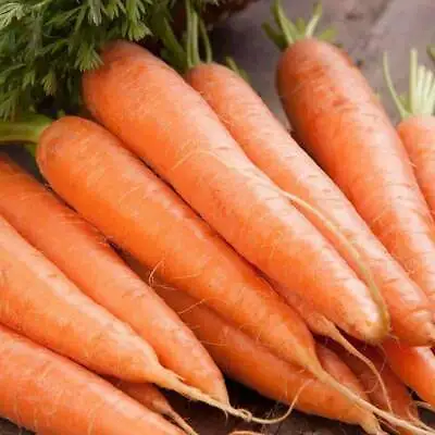 Scarlet Nantes Carrot Seeds 1000+ Vegetable Garden NON-GMO USA FREE SHIPPING • $2.45