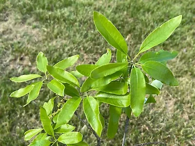 Northern Laurel Oak   Quercus Imbricaria   20 Seeds  USA Company    • $10.99