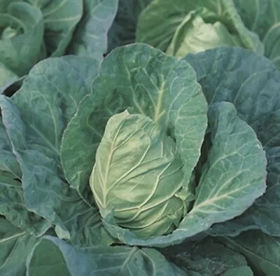 CABBAGE ‘Greyhound’ Variety Seeds Fresh Spring Greens Compact And Tasty • £1.70