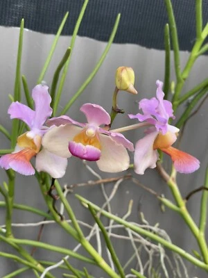 $34 • Buy Vanda Orchid Cutting * FASCINATION * Full Sun Climbing
