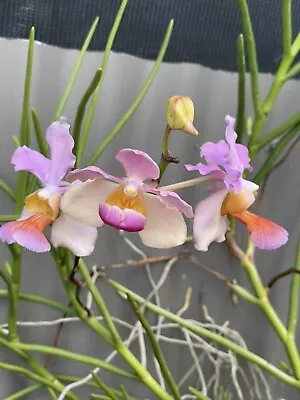 Vanda Orchid Cutting * FASCINATION * Full Sun Climbing • $33.94