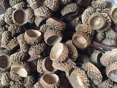 100 White Oak Acorn Caps Gathered Off Deck No Dirt/bugs Combined Shipping • $10