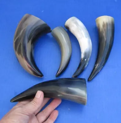 5 Pc Lot Of 6-8 Inch Polished Cattle/Buffalo Horns From India Taxidermy #47790 • $16.99