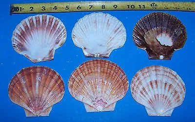 $13.95 • Buy 6  Large Irish Flat Scallop Clams  Seafood  Shells Item # 1088-6