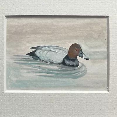 Pochard Duck Original ACEO Aceo Size Art Framed Painting • £18