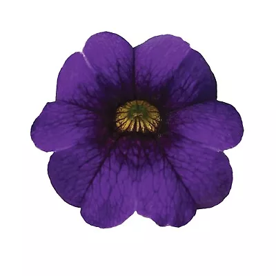 £13.99 • Buy Calibrachoa PortuCal Trailing Blue -  6 Starter Plants Perfect For  Baskets.