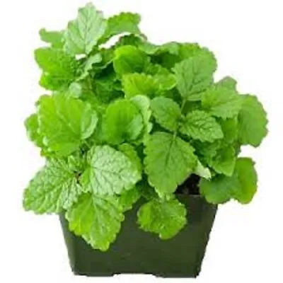 Organic MINT Herb SEEDS - LEMON BALM - Heirloom Non-GMO Seeds X100 • £3.99