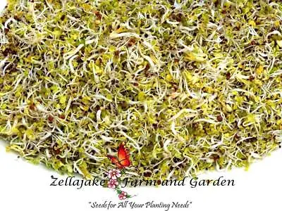 Spicy Microgreens Seed Mix - Mung Bean Radish Mustard Chinese Cabbage - B333 • $2.19