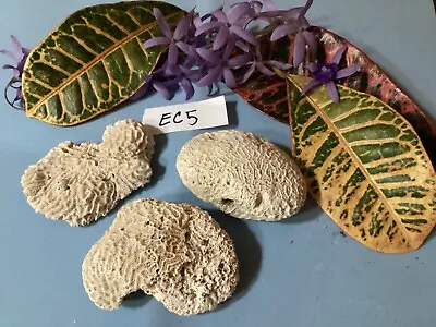 Authentic Atlantic Brain Coral EC5 • $9.95