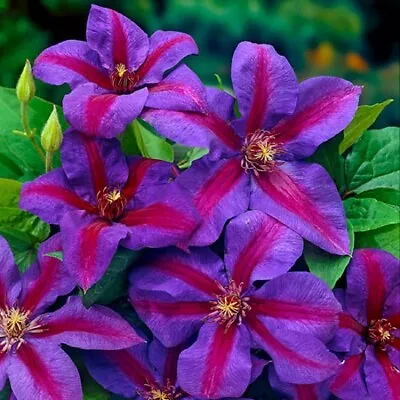 Clematis Fireworks - Ready To Plant Now - Early Large Flowering Climber • £16.99