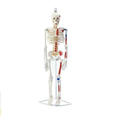 Human Skeleton Model 85CM Half Life Size Hanging Skeleton Spinal Nerves Muscle • $239.79